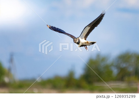 Northern lapwing or peewit in flight Northern lapwing or peewit in flight 126935299