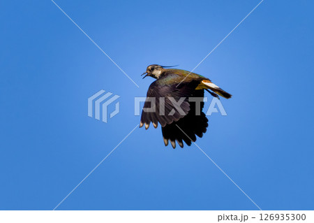 Northern lapwing or peewit in flight Northern lapwing or peewit in flight 126935300