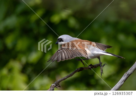 Male Red-backed shrike, Lanius collurio. A bird fly away Male Red-backed shrike, Lanius collurio. A bird fly away 126935307