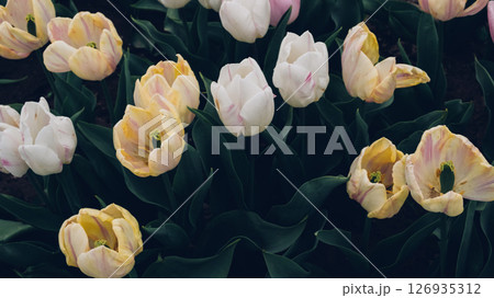Blooming tulips. 126935312