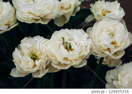 White flowers. White flowers. 126935314