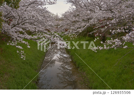 桜 桜 126935506