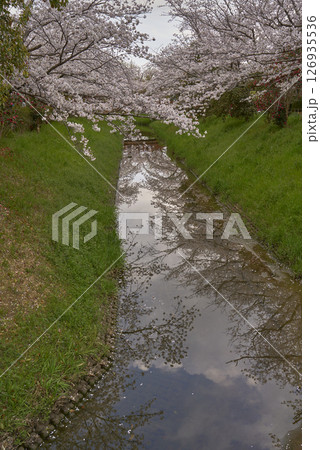 桜 桜 126935536