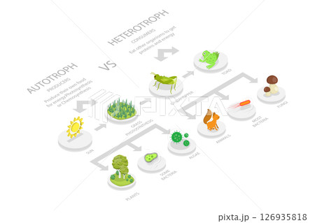 3D Isometric Flat  Illustration of Heterotroph And Autotroph, Food Chain 126935818
