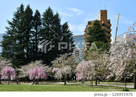 杜の都仙台 春 錦町公園の枝垂れ桜 杜の都仙台 春 錦町公園の枝垂れ桜 126935970