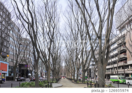 杜の都仙台 春 芽吹きを待つ定禅寺通りの欅並木 杜の都仙台 春 芽吹きを待つ定禅寺通りの欅並木 126935974