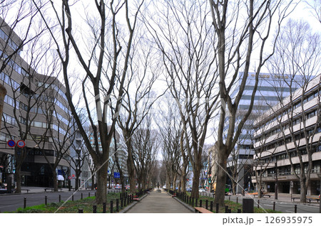 杜の都仙台　春　芽吹きを待つ定禅寺通りの欅並木 126935975
