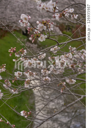 桜 126935987