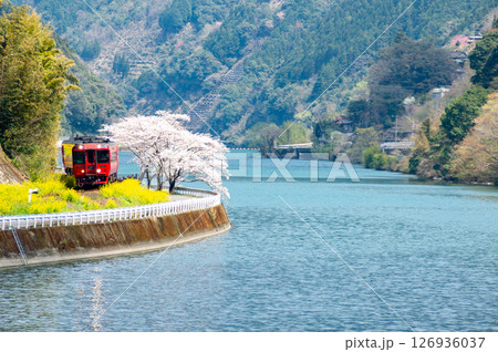 球磨川に沿って走る肥薩線の気動車を満開の桜とともに愛でる 126936037