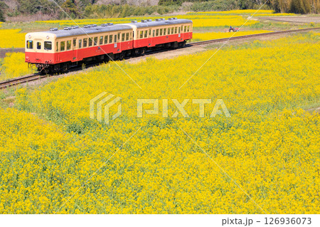 石神菜の花畑のなかを進む小湊鐵道 石神菜の花畑のなかを進む小湊鐵道 126936073