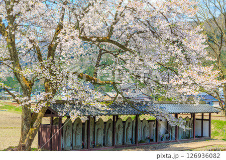 福井県・西山光照寺跡に咲く満開の桜とそれを見守る仏様 126936082