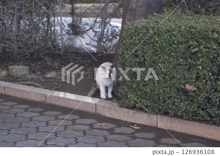 歩道脇にたたずむシャム猫 126936108