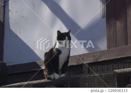 塀の上で佇む白黒の猫 126936115