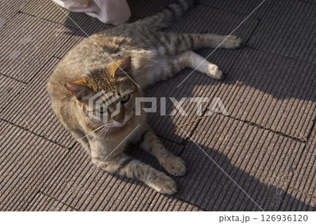 日差しを浴びてくつろぐ猫 126936120