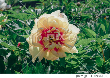 Peonies in bloom. 126936190