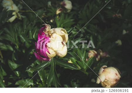 Peonies in bloom. 126936191