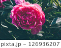 Peonies in bloom. 126936207