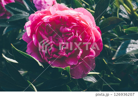 Peonies in bloom. Peonies in bloom. 126936207