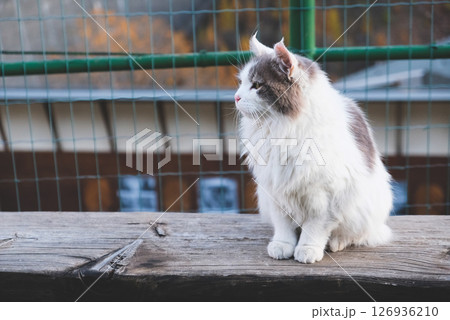 Longhaired cat. 126936210