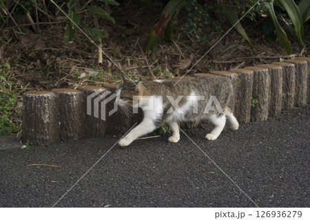 道を歩く野良猫 126936279