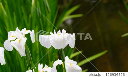 しょうぶ沼公園に咲き誇る白い花菖蒲は友鶴 しょうぶ沼公園に咲き誇る白い花菖蒲は友鶴 126936326