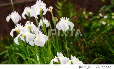白い花菖蒲は月宮殿 白い花菖蒲は月宮殿 126936332