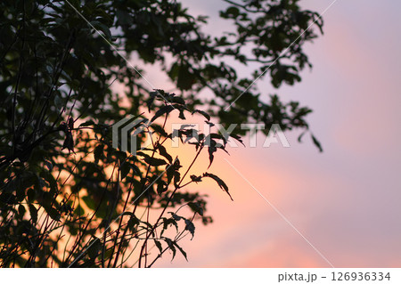 A sunset sky with soft clouds. A sunset sky with soft clouds. 126936334