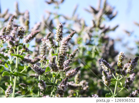 Aromatic purple mint flowers in bloom. Medicinal herbs. Natural food ingredients. Aromatic purple mint flowers in bloom. Medicinal herbs. Natural food ingredients. 126936352