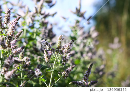 Aromatic purple mint flowers in bloom. Medicinal herbs. Natural food ingredients. 126936353