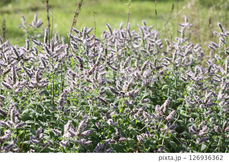 Aromatic purple mint flowers in bloom. Medicinal herbs. Natural food ingredients. 126936362