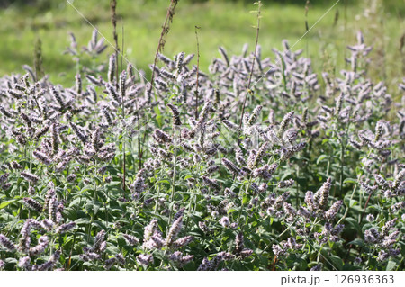 Aromatic purple mint flowers in bloom. Medicinal herbs. Natural food ingredients. Aromatic purple mint flowers in bloom. Medicinal herbs. Natural food ingredients. 126936363