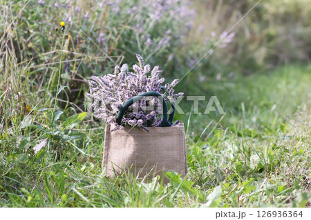 Aromatic purple mint flowers collected in the burlap bag. Medicinal herbs. Natural food ingredients. Aromatic purple mint flowers collected in the burlap bag. Medicinal herbs. Natural food ingredients. 126936364