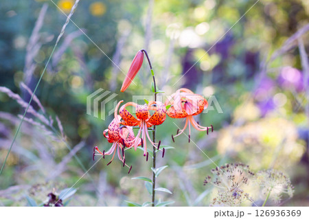 Tiger lilies with spotted petals in a summer garden. Lily flower in full bloom. 126936369