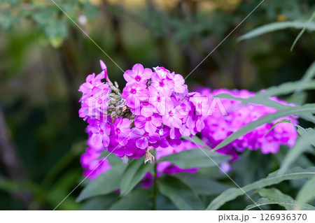 Blooming Phlox paniculata plants outdoors. Flowers in the countryside at summer. 126936370