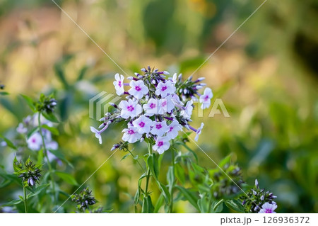 Blooming Phlox paniculata plants outdoors. Flowers in the countryside at summer. 126936372