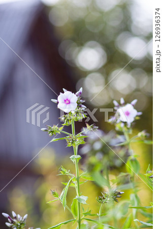 Blooming Phlox paniculata plants outdoors. Flowers in the countryside at summer. Blooming Phlox paniculata plants outdoors. Flowers in the countryside at summer. 126936374