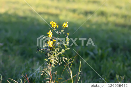 Yellow flowers of common tansy. Tanacetum vulgare plants on a summer field. 126936452