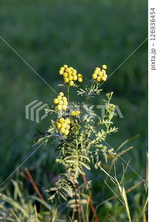 Yellow flowers of common tansy. Tanacetum vulgare plants on a summer field. 126936454