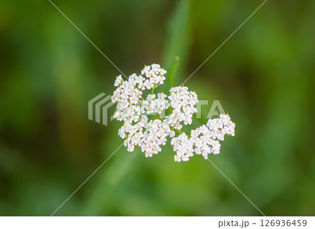 Yarrow plant. Medicinal herb of Achillea in bloom Yarrow plant. Medicinal herb of Achillea in bloom 126936459