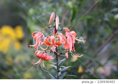 Tiger lilies with spotted petals in a summer garden. Lily flower in full bloom. 126936483