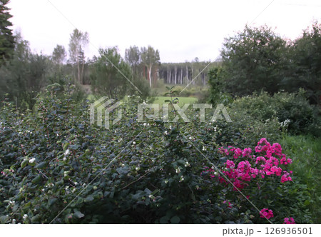 Blooming Phlox paniculata plants outdoors growing near the snowberry bush. Flowers in the countryside at summer. Blooming Phlox paniculata plants outdoors growing near the snowberry bush. Flowers in the countryside at summer. 126936501