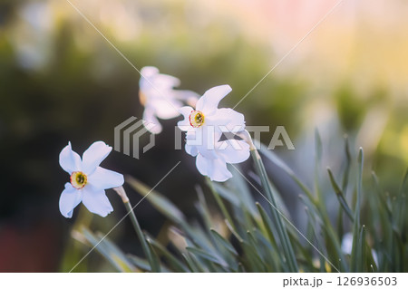 White daffodils. White flowers in bloom. 126936503
