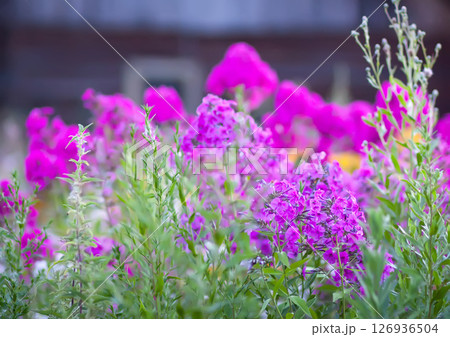 Blooming Phlox paniculata plants outdoors. Flowers in the countryside at summer. 126936504