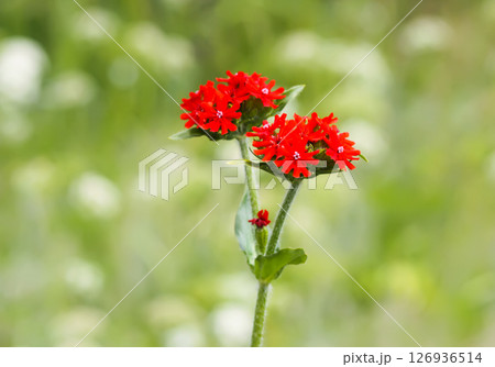 Lychnis chalcedonica flower against green grass background. Lychnis chalcedonica flower against green grass background. 126936514