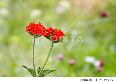 Lychnis chalcedonica flower against green grass background. Lychnis chalcedonica flower against green grass background. 126936515