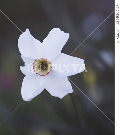 White daffodils. White flowers in bloom. 126936517