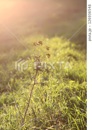 Wildflowers in a meadow. Beauty in nature in a "golden hour". 126936548