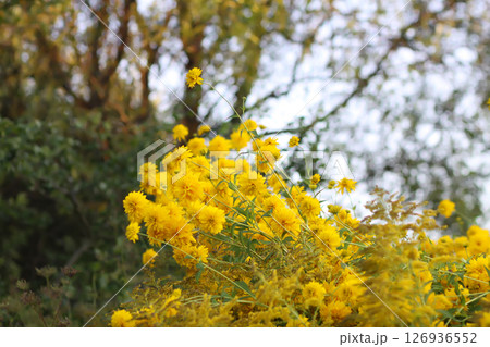 Rudbeckia Golden ball yellow flowers. 126936552