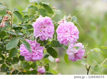 Garden roses in bloom. Beautiful romantic flowers growing outdoors. Garden roses in bloom. Beautiful romantic flowers growing outdoors. 126936573