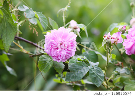 Garden roses in bloom. Beautiful romantic flowers growing outdoors. 126936574